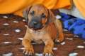 welpen 14.6.13 228
