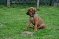 welpen 14.6.13 792