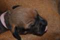 welpen 17.5.13 710
