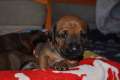 welpen 31.5.13 229