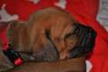 welpen 31.5.13 250
