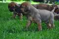 welpen 31.5.13 634