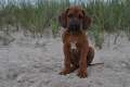 welpen 5.7.2013 630 [800x600]
